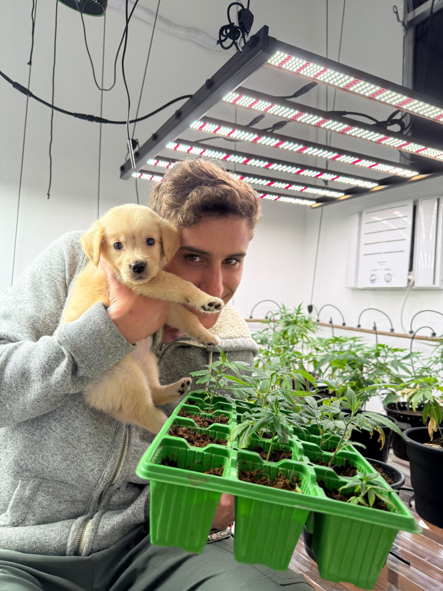 Renan Silva, o Dr. Gorila, segurando um filhote de golden retriever cercado de mudas de cannabis medicinal sob iluminação LED